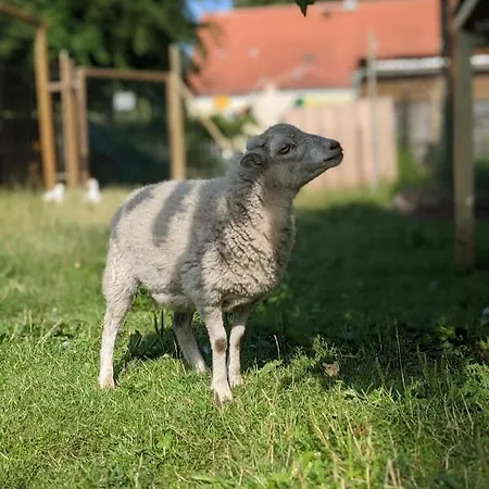 Apartment Helenes Auszeit Im Seenland - Lausitzer Seenland Ferienwohnung Auf Dem Tierhof