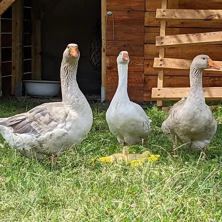 Helenes Auszeit Im Seenland - Lausitzer Seenland Ferienwohnung Auf Dem Tierhof *