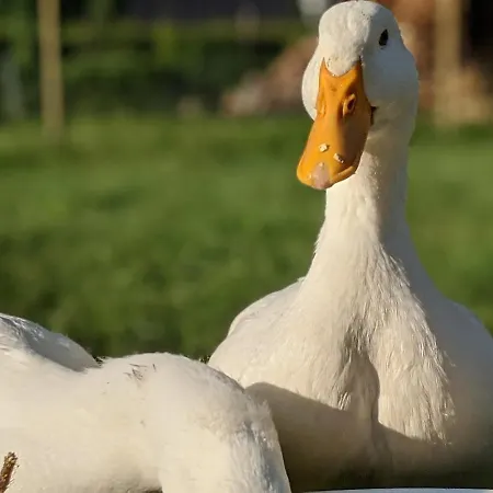 Apartment Helenes Auszeit Im Seenland - Lausitzer Seenland Ferienwohnung Auf Dem Tierhof