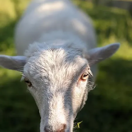 Helenes Auf Dem Bauernhof - Lausitzer Seenland דירה Lauta