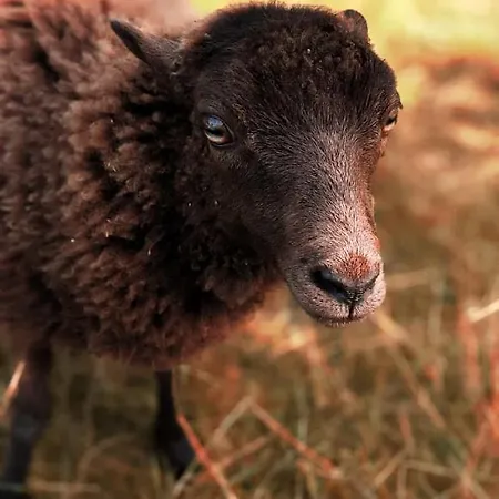 Helenes Auf Dem Bauernhof - Lausitzer Seenland דירה