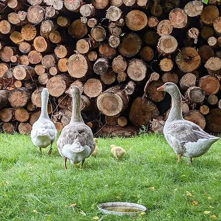 Apartment Helenes Auszeit Im Seenland - Lausitzer Seenland Ferienwohnung Auf Dem Tierhof Lauta