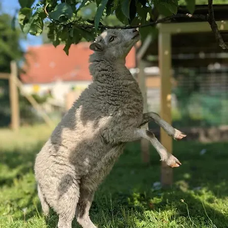 Helenes Auszeit Im Seenland - Lausitzer Seenland Ferienwohnung Auf Dem Tierhof Apartment *