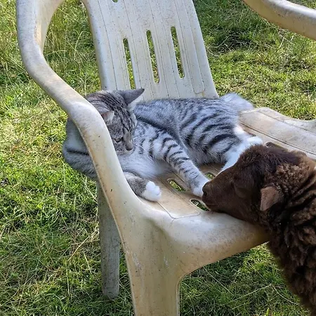 Helenes Auszeit Im Seenland - Lausitzer Seenland Ferienwohnung Auf Dem Tierhof Lauta