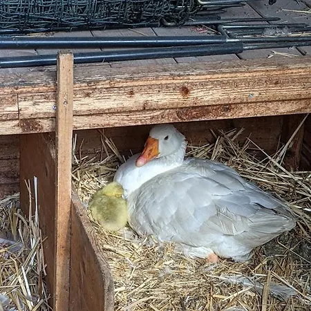 Apartment Helenes Auszeit Im Seenland - Lausitzer Seenland Ferienwohnung Auf Dem Tierhof Lauta