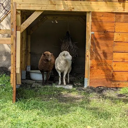 Helenes Auszeit Im Seenland - Lausitzer Seenland Ferienwohnung Auf Dem Tierhof Apartment Lauta