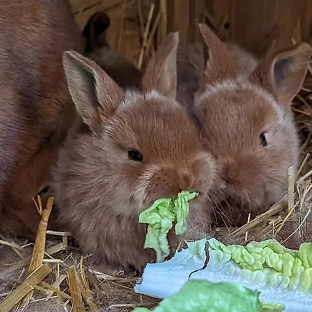Helenes Auf Dem Bauernhof - Lausitzer Seenland דירה Lauta
