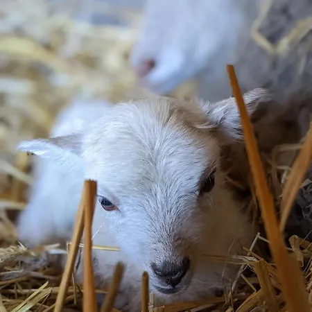 Helenes Auszeit Im Seenland - Lausitzer Seenland Ferienwohnung Auf Dem Tierhof *