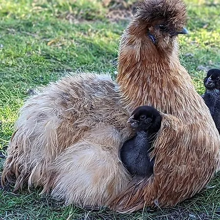 Helenes Auszeit Im Seenland - Lausitzer Seenland Ferienwohnung Auf Dem Tierhof * Lauta