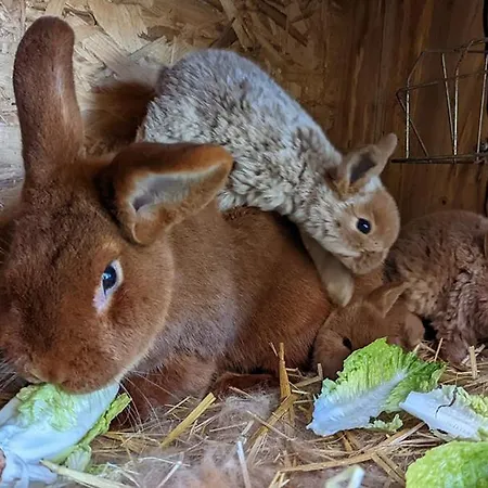 Apartment Helenes Auszeit Im Seenland - Lausitzer Seenland Ferienwohnung Auf Dem Tierhof *