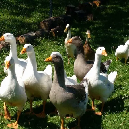 Helenes Auszeit Im Seenland - Lausitzer Seenland Ferienwohnung Auf Dem Tierhof *