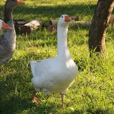 Helenes Auf Dem Bauernhof - Lausitzer Seenland דירה *