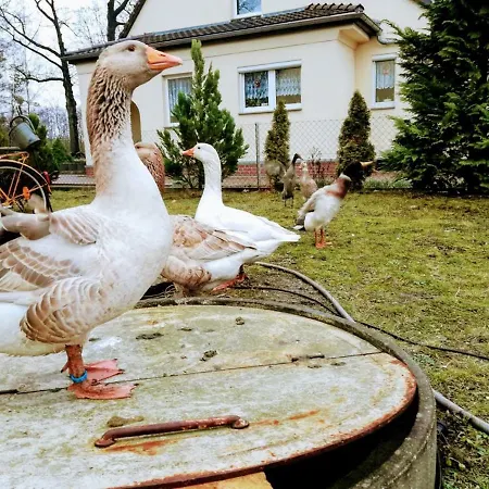 Helenes Auf Dem Bauernhof - Lausitzer Seenland דירה *